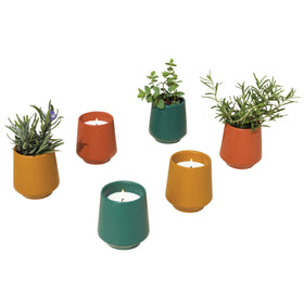 Modern Sprout rosemary seed packet for easy indoor planting.