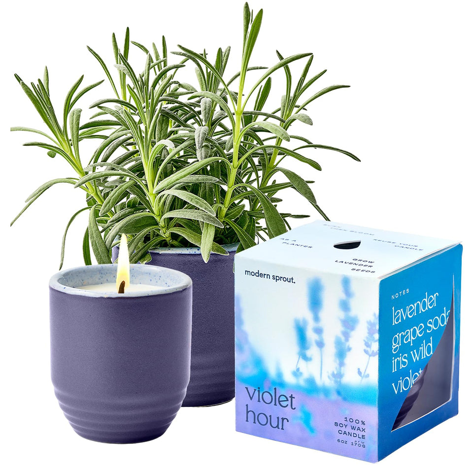 Modern Sprout Violet Hour candle in ceramic planter vessel for stylish, multipurpose decor.