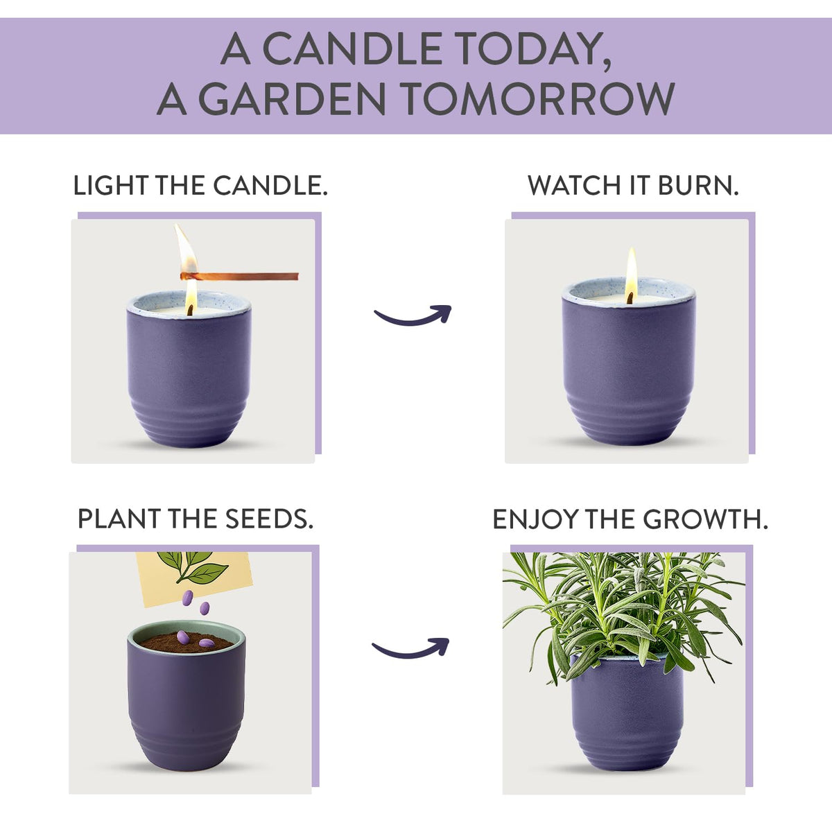 Modern Sprout Lavender seeds package ready for easy post-burn planting.
