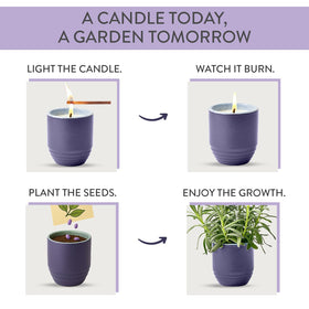 Modern Sprout Lavender seeds package ready for easy post-burn planting.