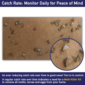 MothPrevention odorless pheromone trap protects garments safely.