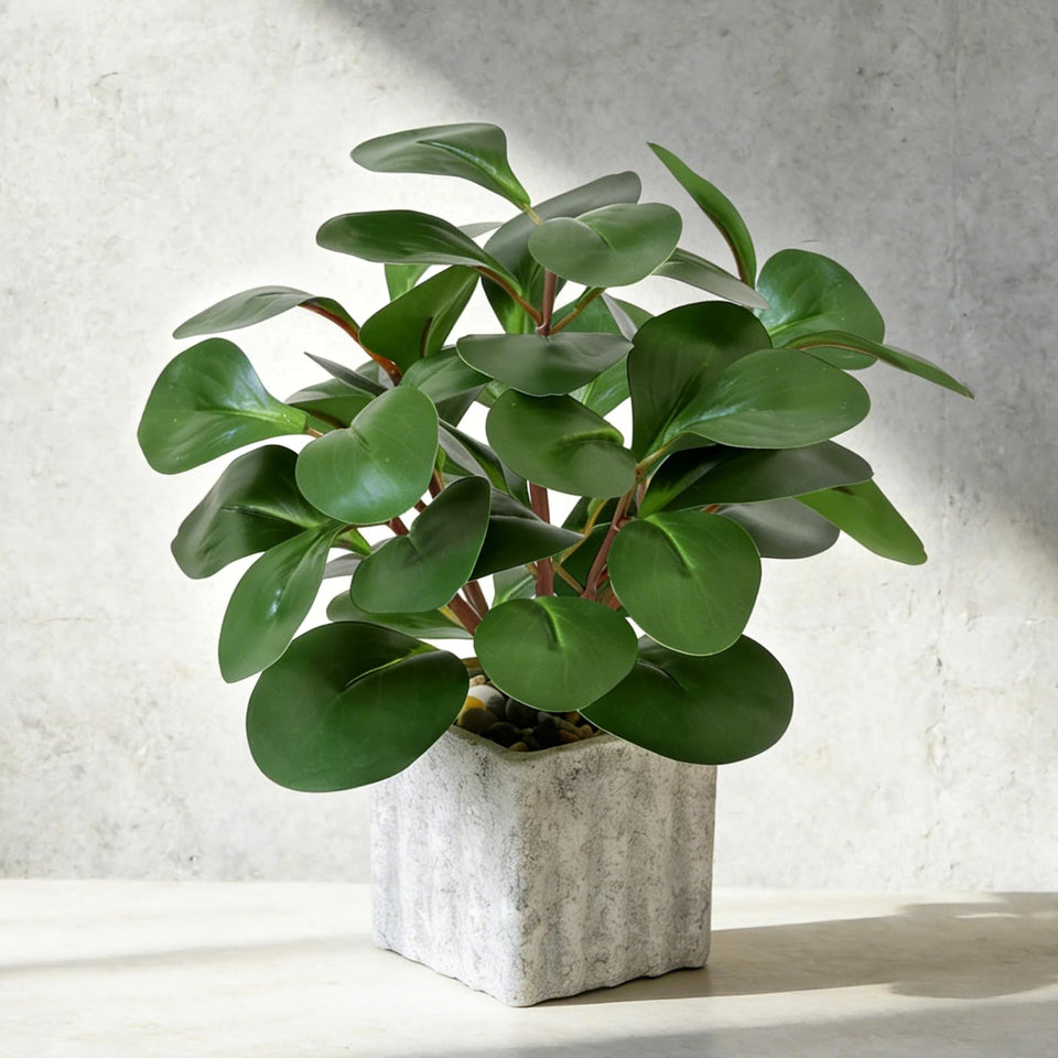 Muhanjia peperomia leaves close-up showing vibrant color and realistic texture for home decor