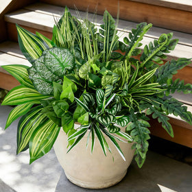 Mutcolor 12 bundles outdoor plants arranged on a porch for year-round greenery.