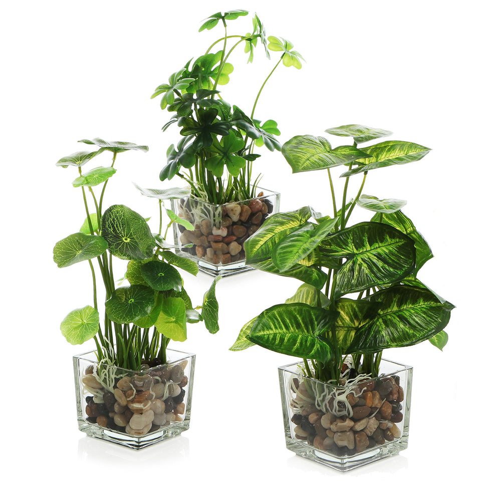 MyGift taro plant in glass pot, front view, ideal for desktop decor.