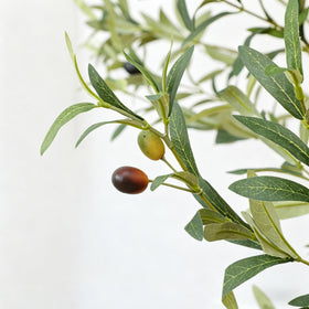 Nafresh tall olive tree green fruits detail emphasizes eye-catching focal point.