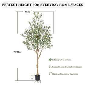 Nafresh tall olive tree potted base demonstrates versatile placement options.