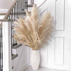 Naunauya pampas grass care instruction card included