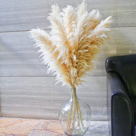 Naunauya pampas grass fluffy beige close up for texture