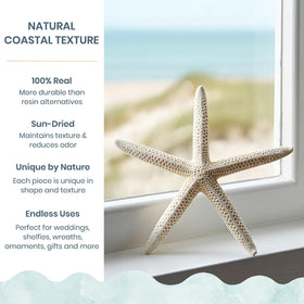 Nautical Crush Trading starfish 6-8 inch white for beach wedding decor