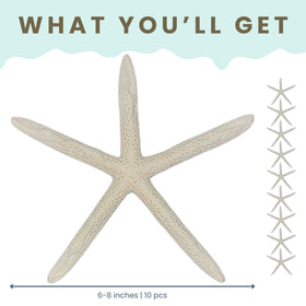 Nautical Crush Trading starfish for DIY projects 6-8 inch white