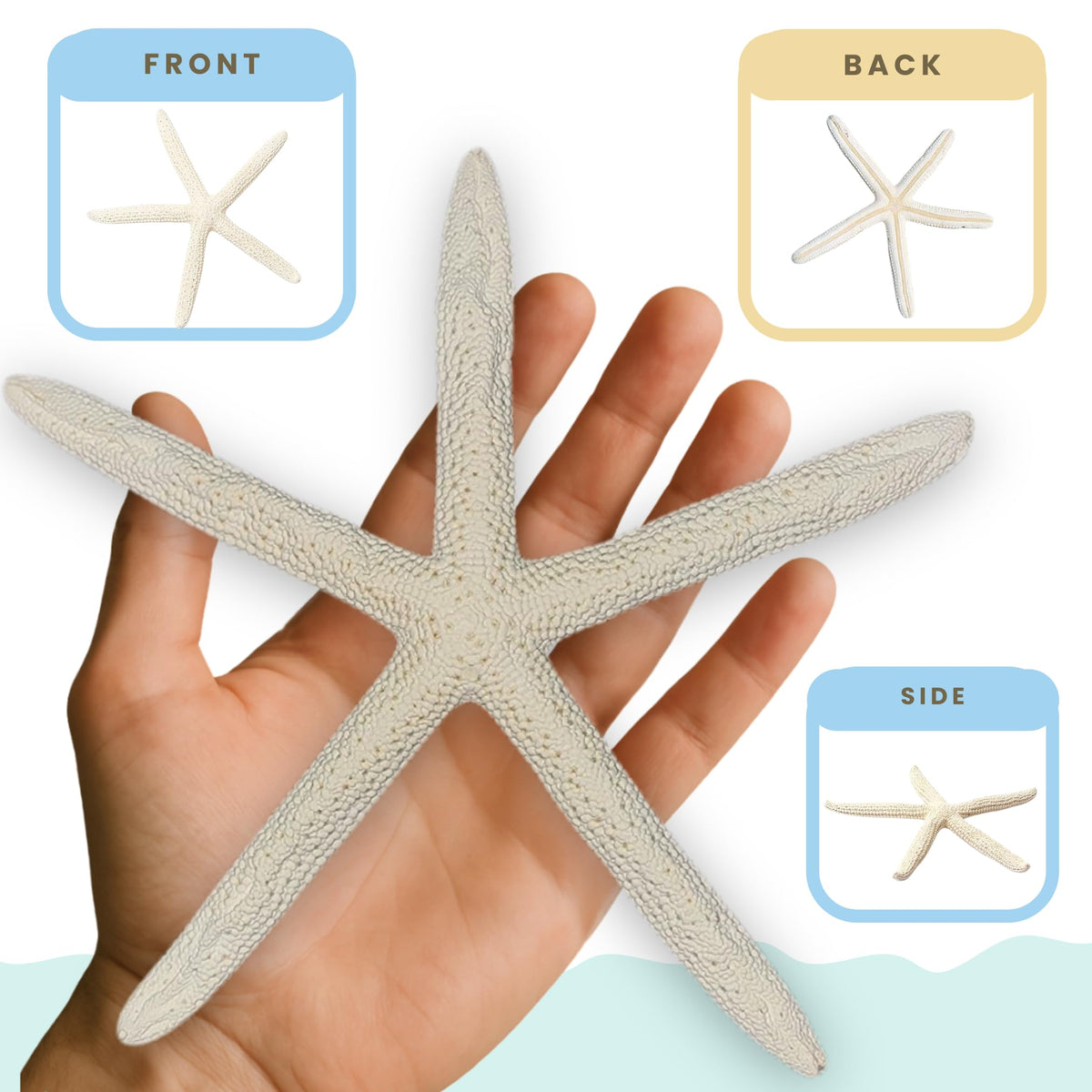 Nautical Crush Trading starfish natural sea star 6-8 inch white