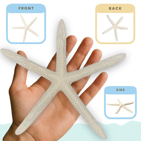 Nautical Crush Trading starfish natural sea star 6-8 inch white