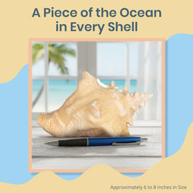 Nautical Crush Trading beach crafts-ready conch shell for DIY projects