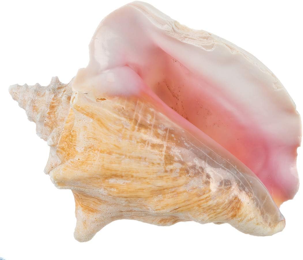 Nautical Crush Trading large conch shell 6-8 inch for coastal decor display