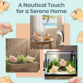 Nautical Crush Trading natural conch shell showcases unique edge details and texture