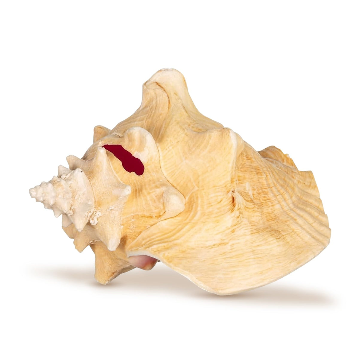Nautical Crush Trading rustic seashell charm enhances shelves and tabletops