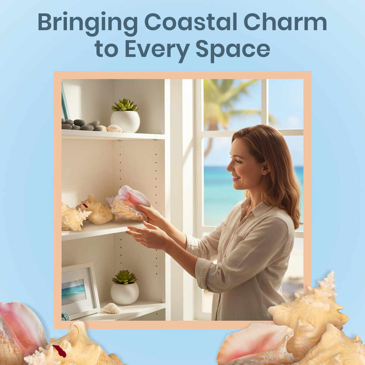 Nautical Crush Trading seashell display collection featuring natural shells for decor