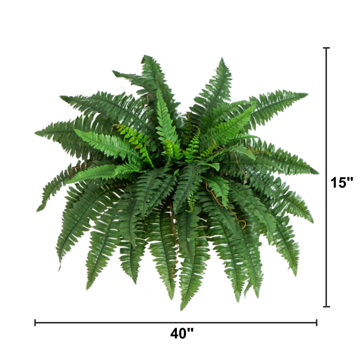 Hanging fern pair ideal for low-maintenance decor