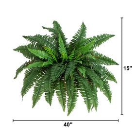 Hanging fern pair ideal for low-maintenance decor