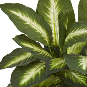 Dieffenbachia leaves display multi-hued color for living rooms or studies.