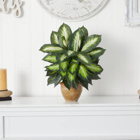 Variegated leaves detail the Dieffenbachia’s natural color variation and depth.