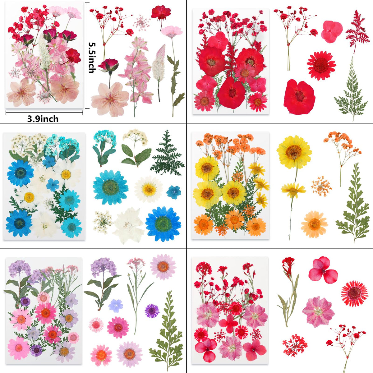 NESCCI dried flowers ideal for scrapbooking and greeting cards