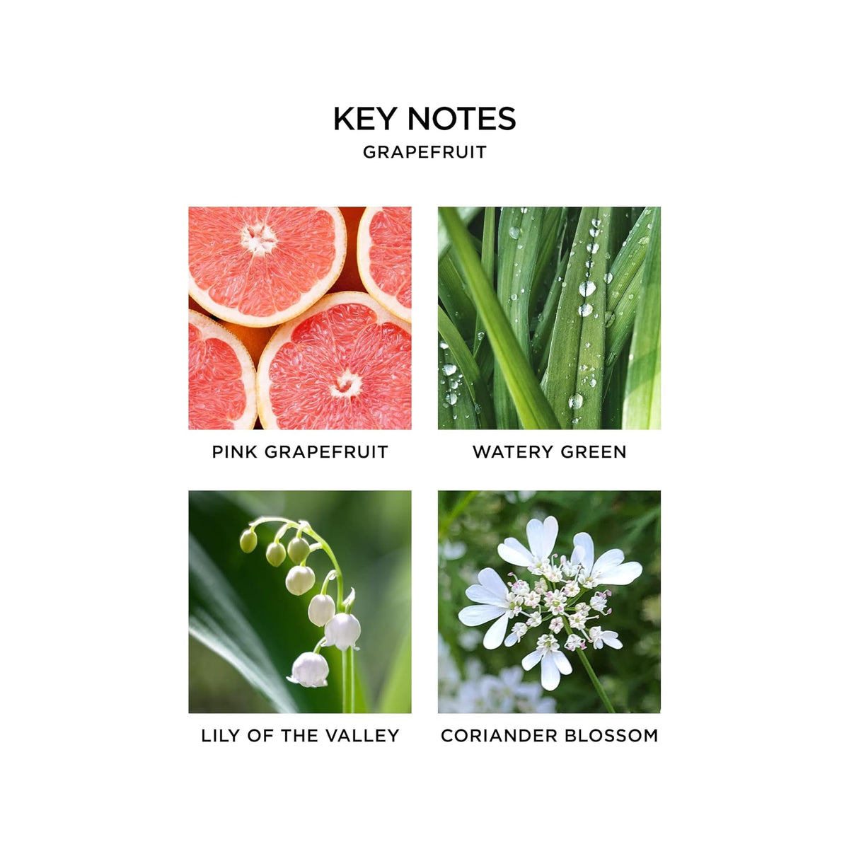 Nest New York grapefruit fragrance label on vial, vibrant citrus aroma