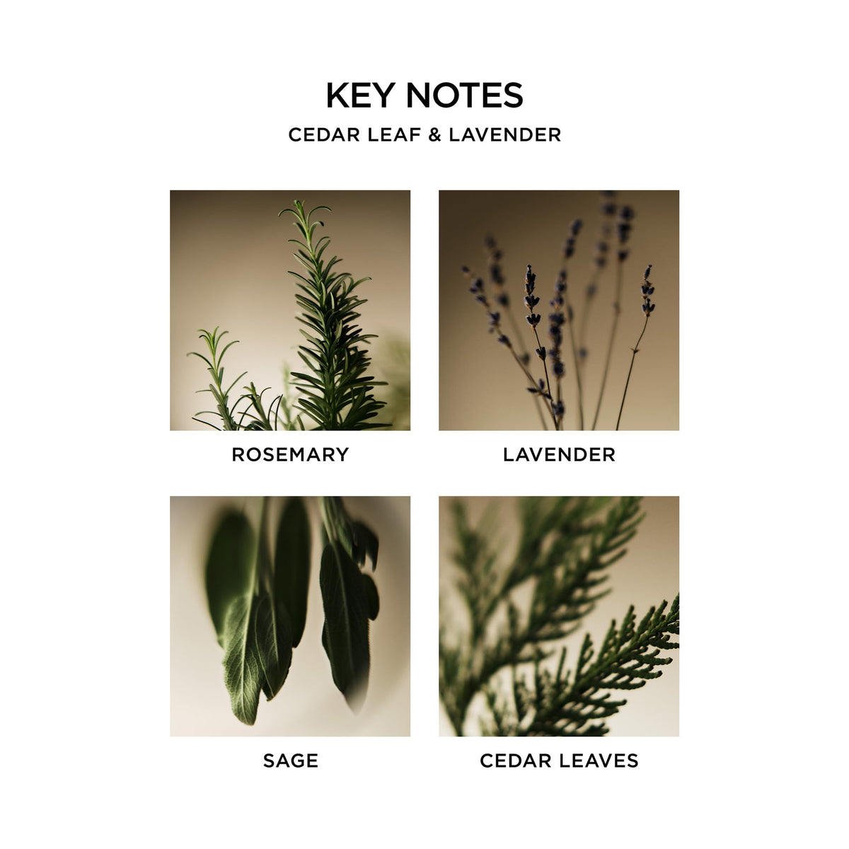 NEST New York fragrance blends evoke rosemary, lavender, sage and cedar leaves.