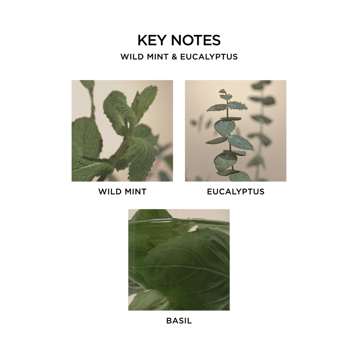 Nest New York wild mint and eucalyptus aroma fills a living space.