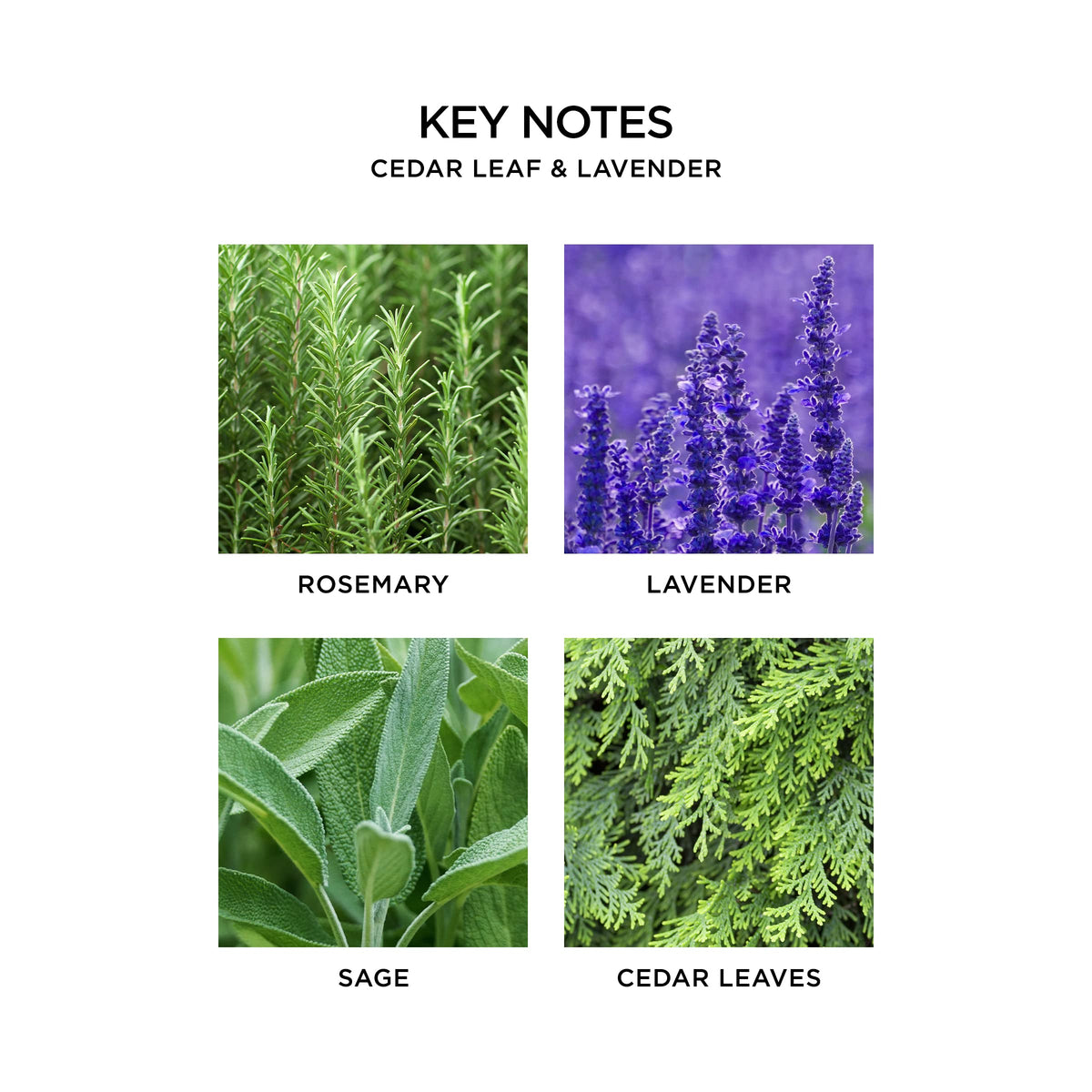Nest New York rosemary-lavender-sage cedar leaves close-up showcases fragrant blend for calm spaces.