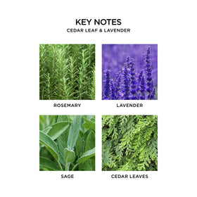 Nest New York rosemary-lavender-sage cedar leaves close-up showcases fragrant blend for calm spaces.