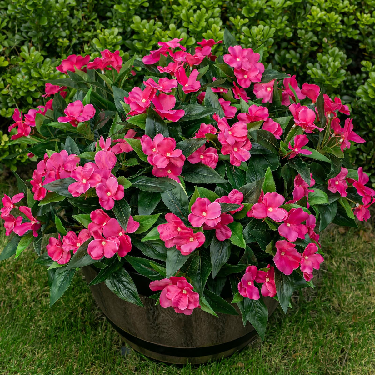 Nigirior 6 bundles impatiens for outdoor decor add vibrant, maintenance-free color to planters.