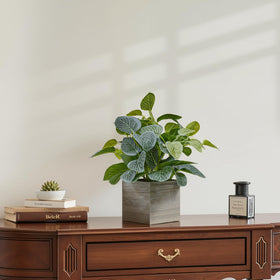 Nztze no-maintenance-greenery: evergreen look without watering or pruning