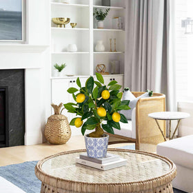 Oairse Lemon Tree seated on built-in cement bed for stable display