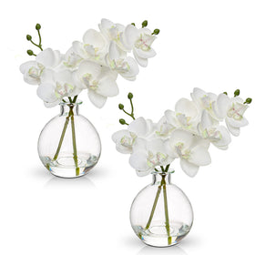 Oairse White Orchids in a glass vase, elegant dining-room centerpiece