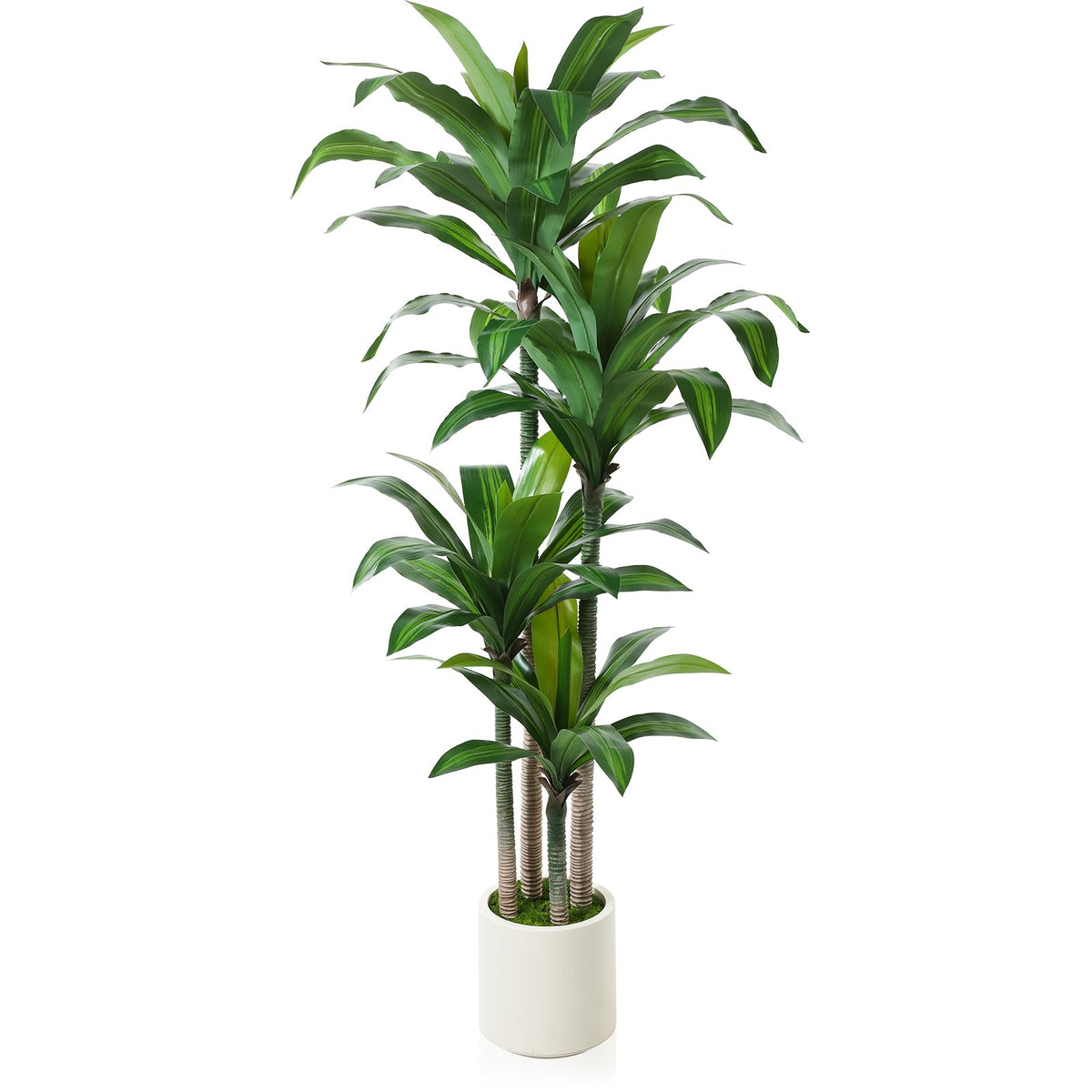OAKRED artificial dracaena tree 6ft with white planter for stylish indoor decor.