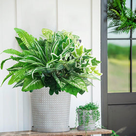 obbsie spring shrub for versatile outdoor styling