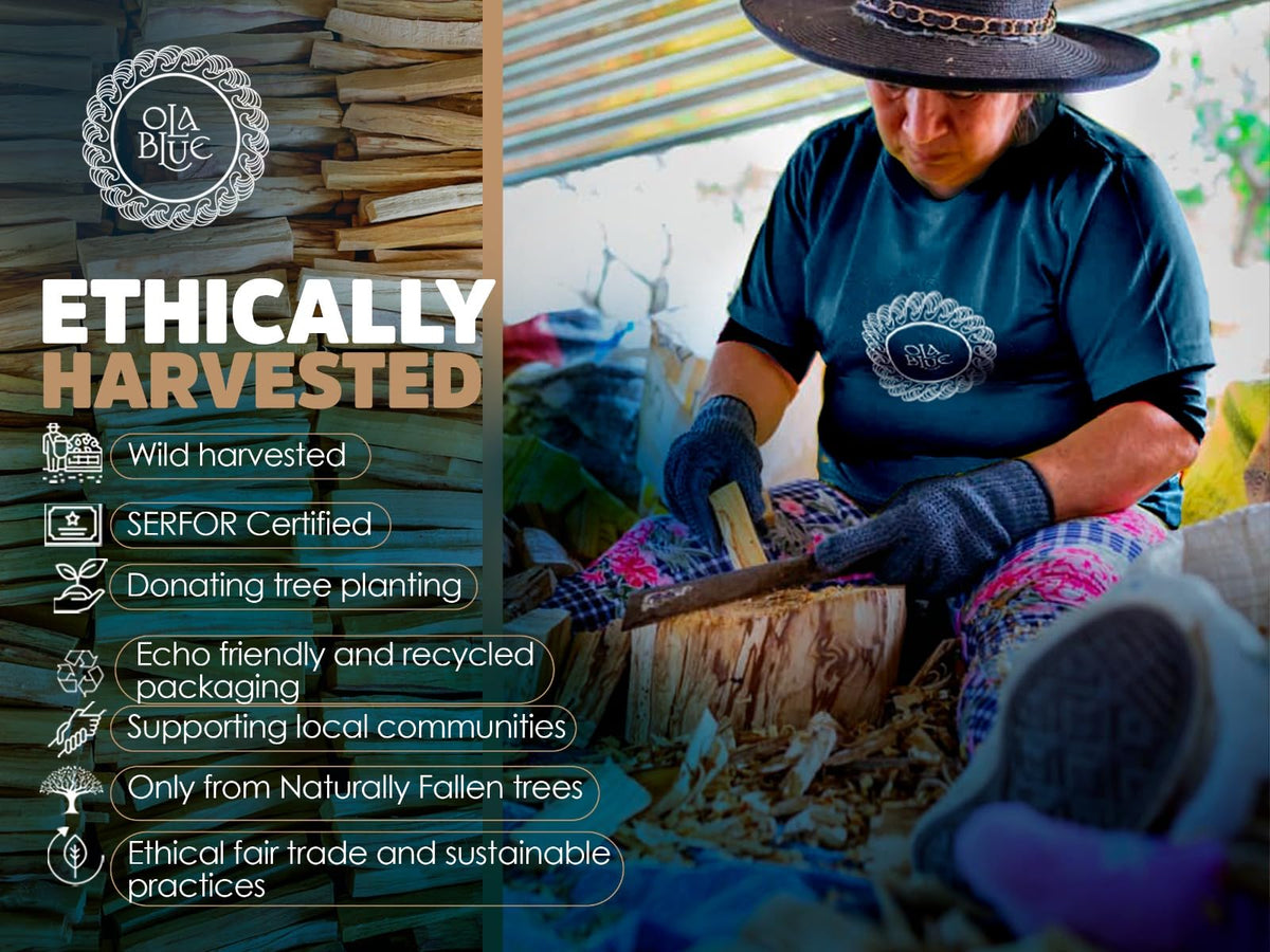 OLA BLUE Peruvian SERFOR certified harvest of Palo Santo for responsible sourcing.