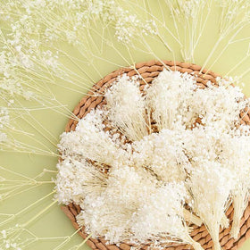Oning ivory white dried baby's breath bouquet with abundant blooms for decor