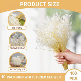 Oning photography props with dried ivory baby's breath for seasonal shoots