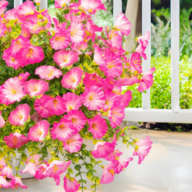 Orphidel planter display on porch using morning glory blossoms.