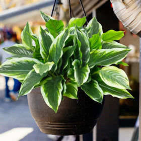 OTATOT dense tropical leaves for versatile arrangements.