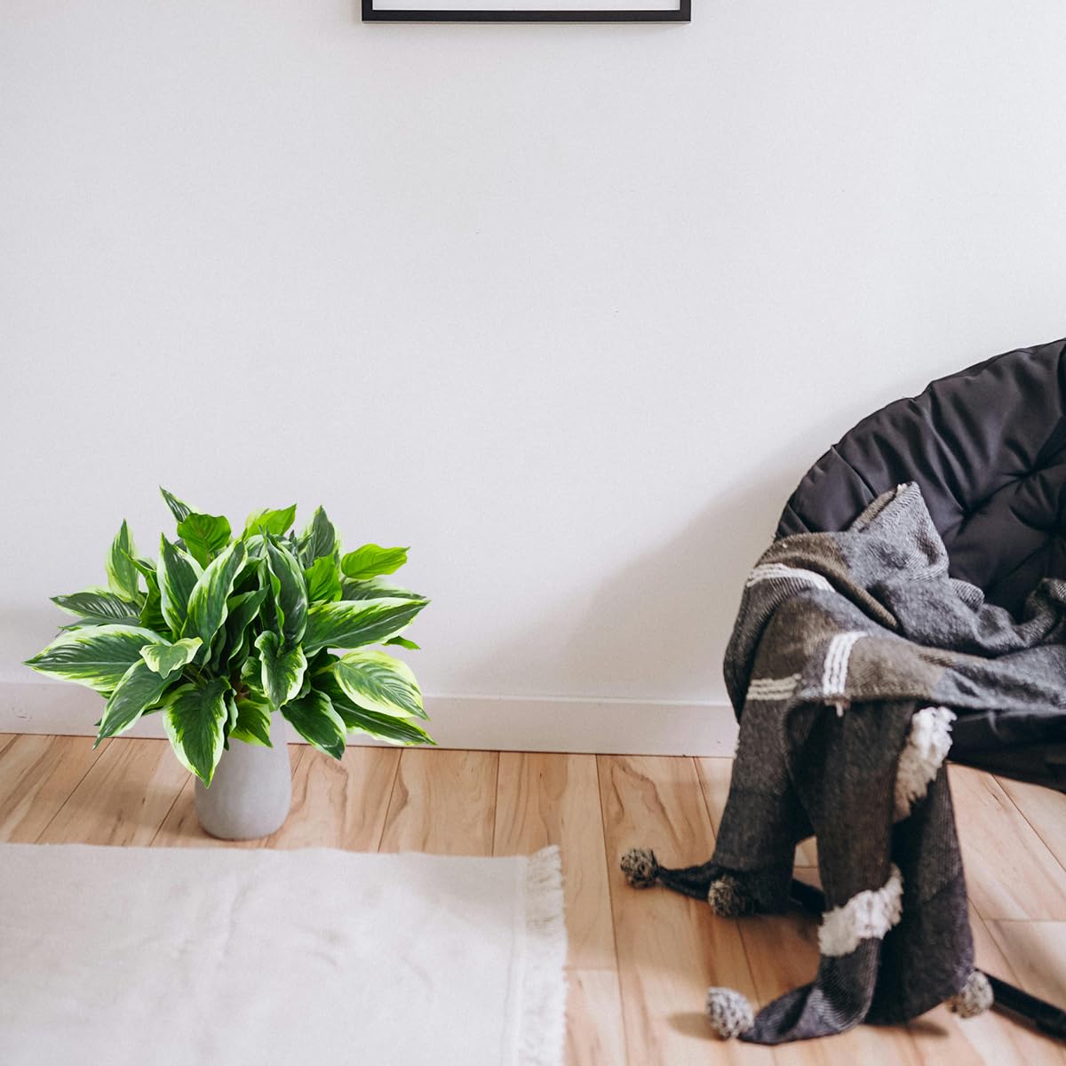 OTATOT maintenance-free greenery for busy homes and rentals.