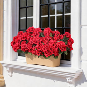 PABREY outdoor geraniums bundle, six stems, easy arrangement.