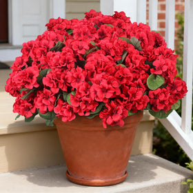 PABREY geraniums in outdoor baskets create lush displays.