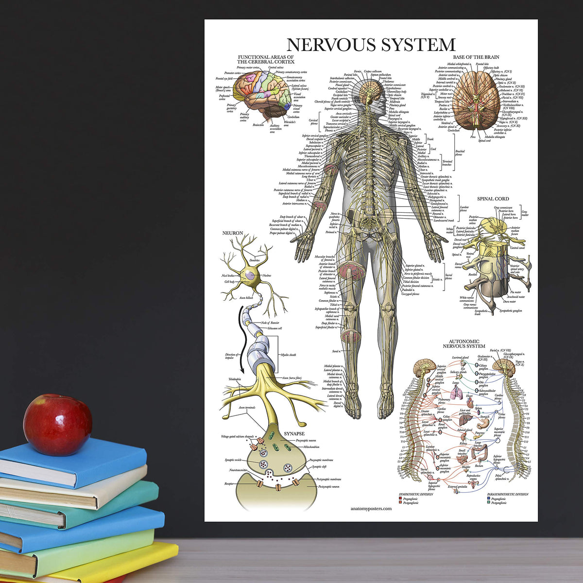 Palace Learning circulatory poster 18x24 clarifies vessels and heart pathways at a glance