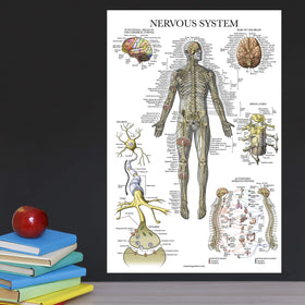 Palace Learning circulatory poster 18x24 clarifies vessels and heart pathways at a glance