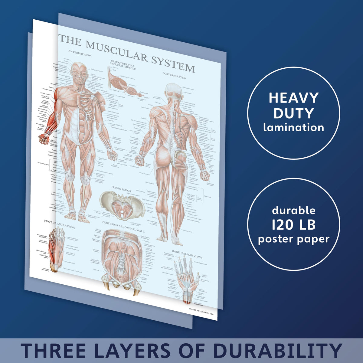 Palace Learning digestive poster 18x24 helps trace organ systems for study