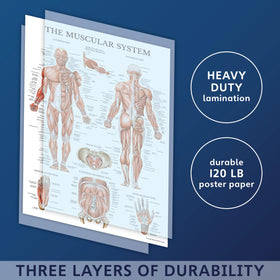 Palace Learning digestive poster 18x24 helps trace organ systems for study