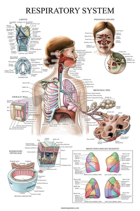 Palace Learning endocrine poster 18x24 illustrates glands and hormones for review